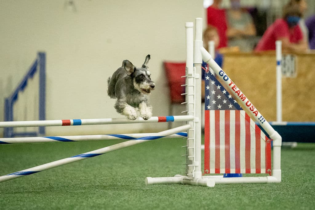 Advanced Handling- Junior Agility Open/International Prep
