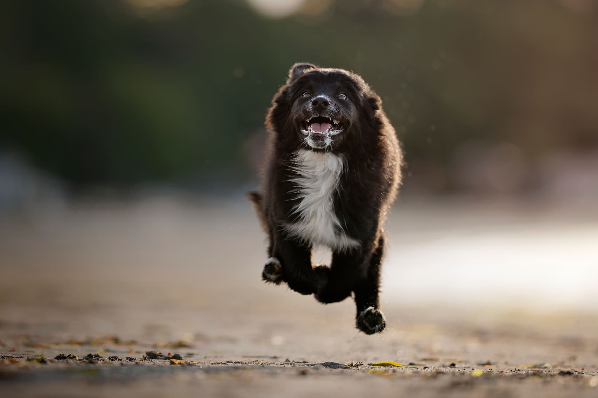 Special Topics - Sport Puppy