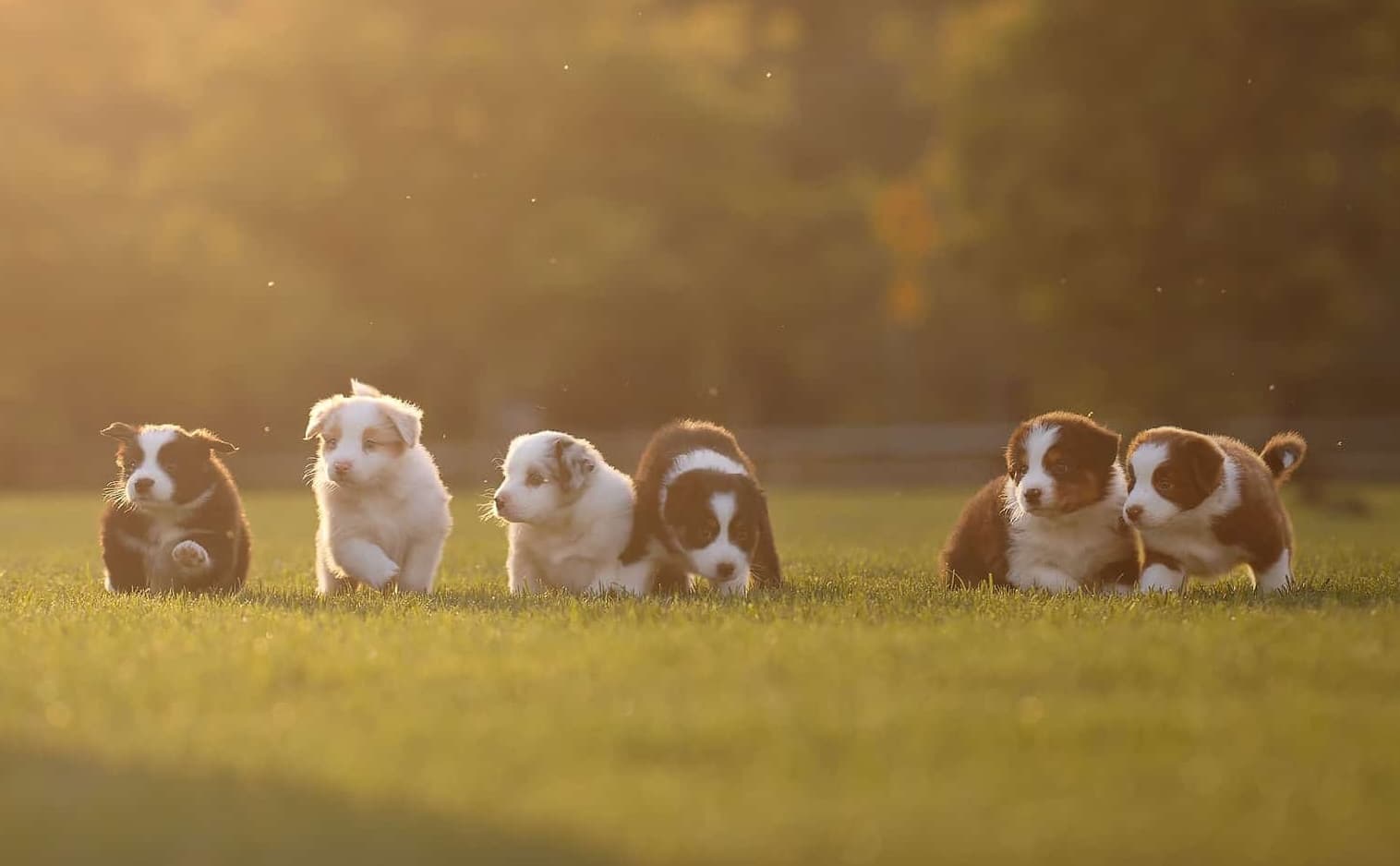Puppy Playtime - for puppies 8-24 wks