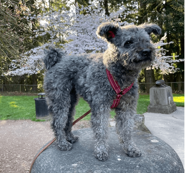 Dog Parkour & Fitness