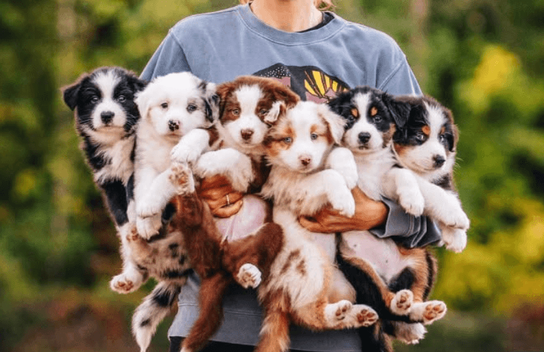 AKC STAR Puppy® for puppies 8–24 Weeks