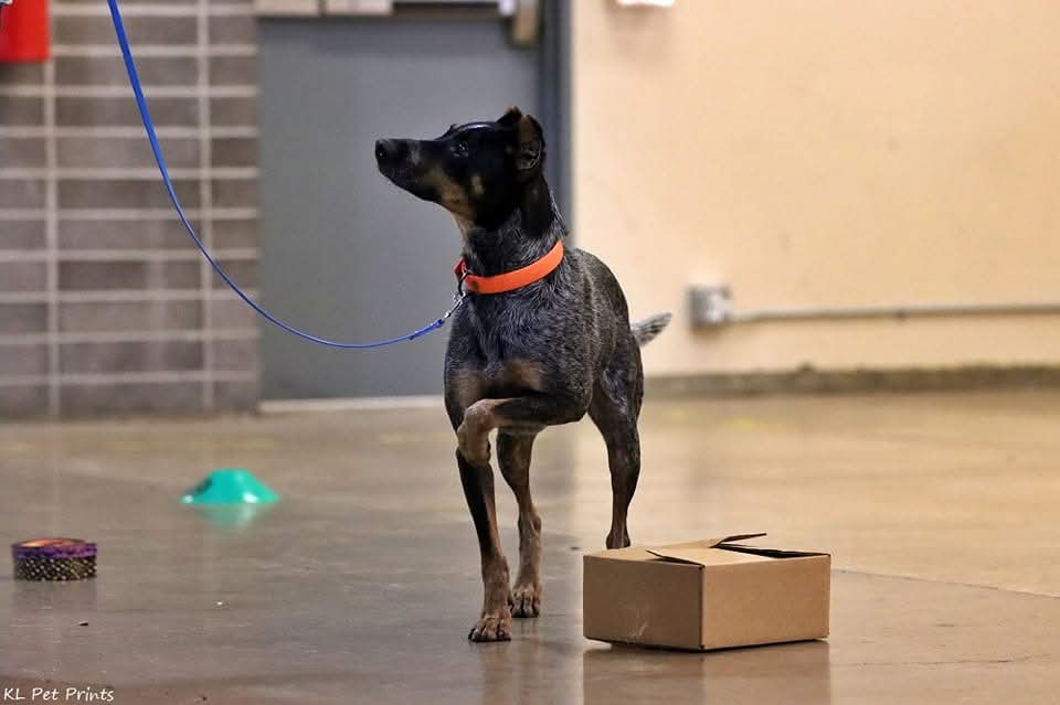 Nosework Foundations