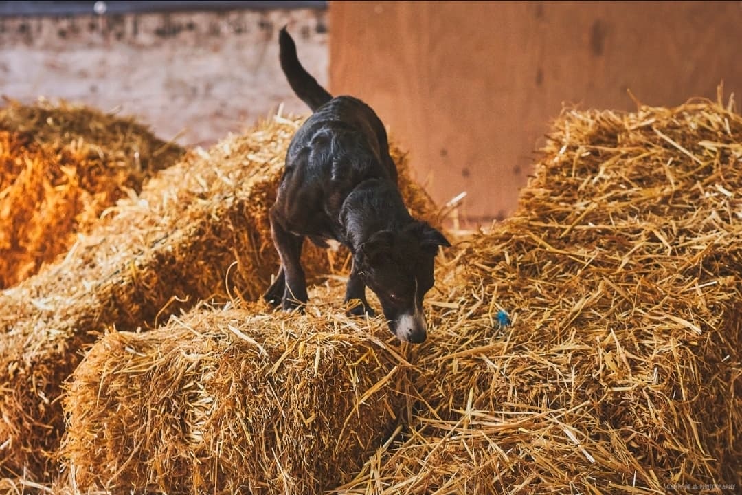 Barn Hunt Foundations for Competition - Build the Hunt
