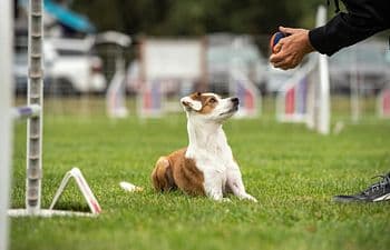 Companion Dog Manners