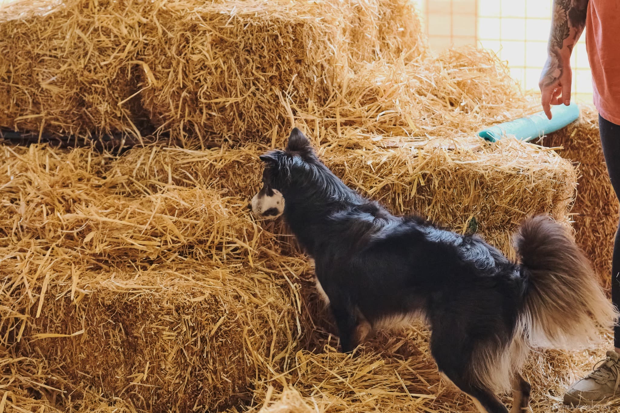 Barn Hunt - Novice/Open Level