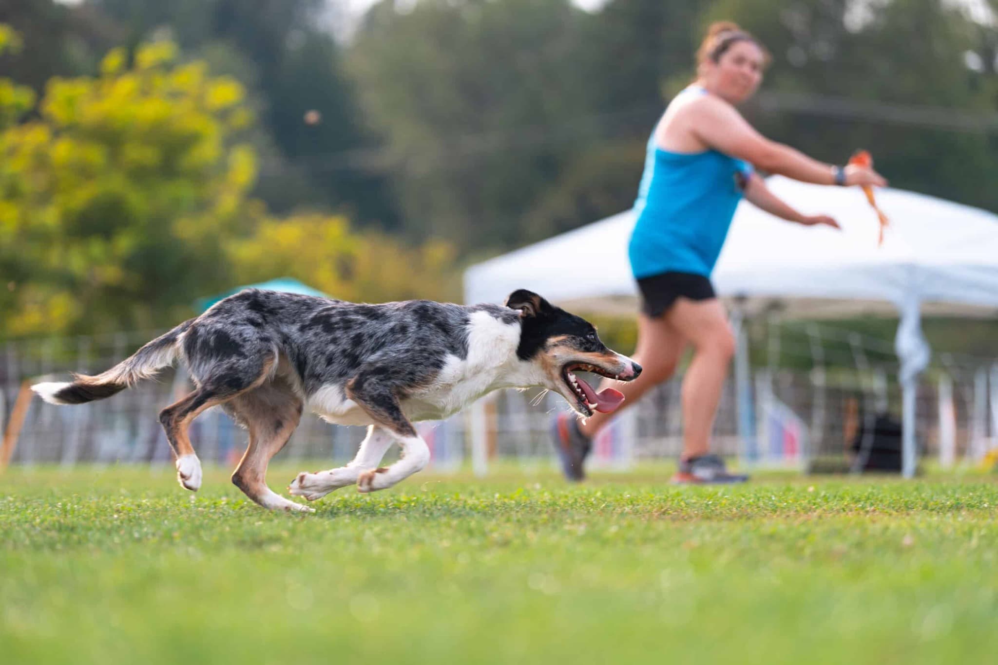 Competition Agility β Chase the Dream