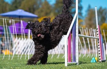 Novice Agility β Grow as a Team