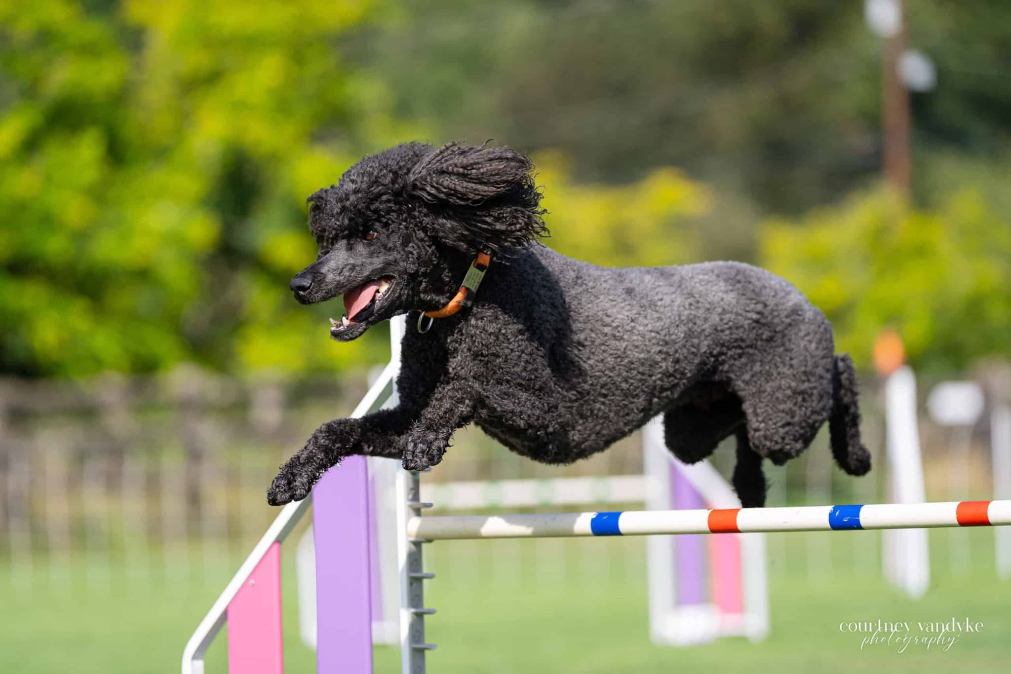 Mixed Level Agility for Reactive Dogs