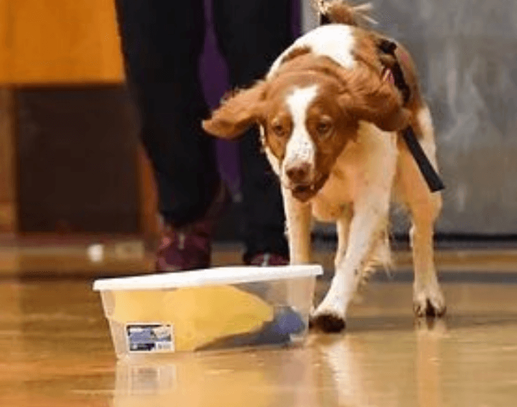 Novice Competition Nosework