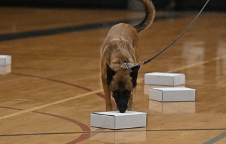 Nosework Foundations