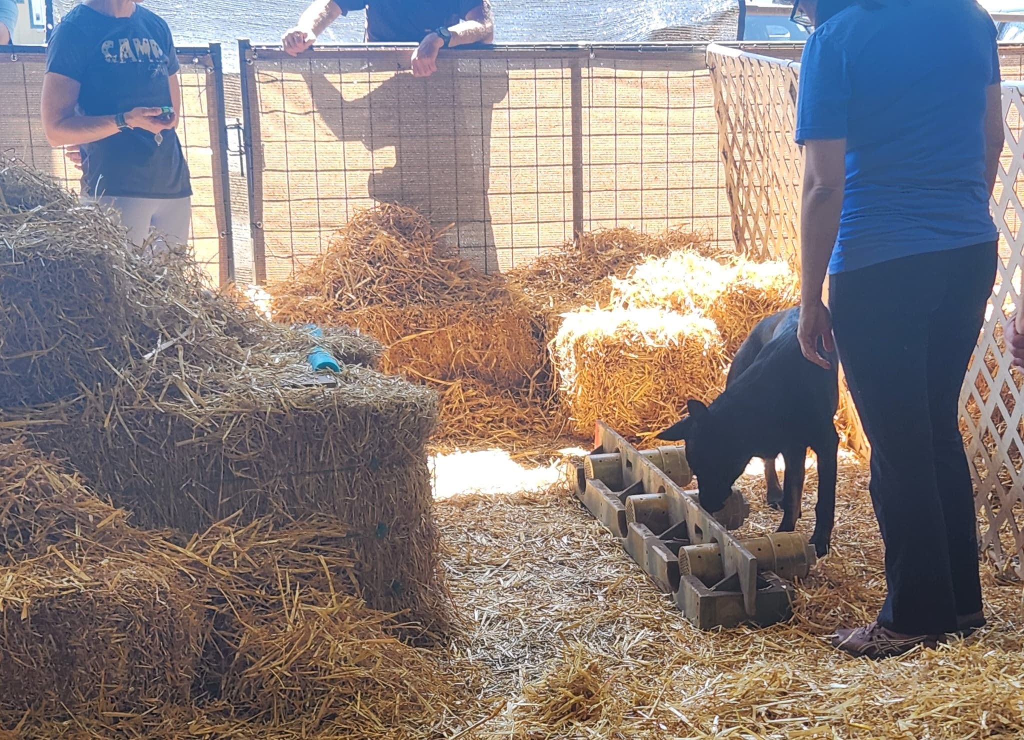 Barn Hunt Introduction Lesson