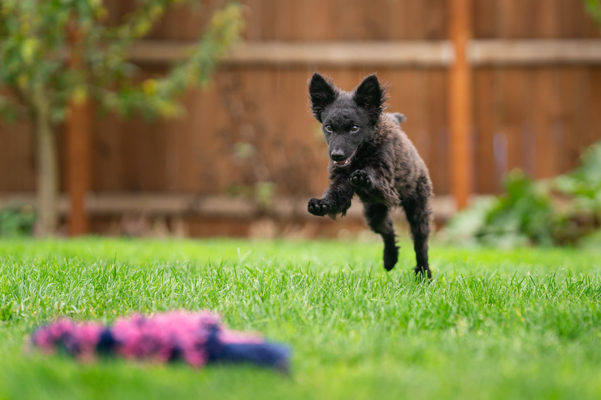 Special Topics - Agility Rising Stars, Puppy Edition