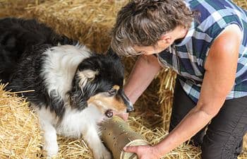 Barn Hunt For Fun - Just Enjoy the Hunt