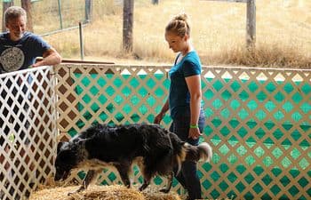 Barn Hunt Introduction Lesson