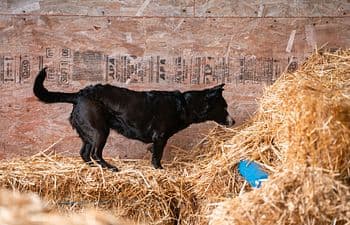 Barn Hunt - Novice/Open Level