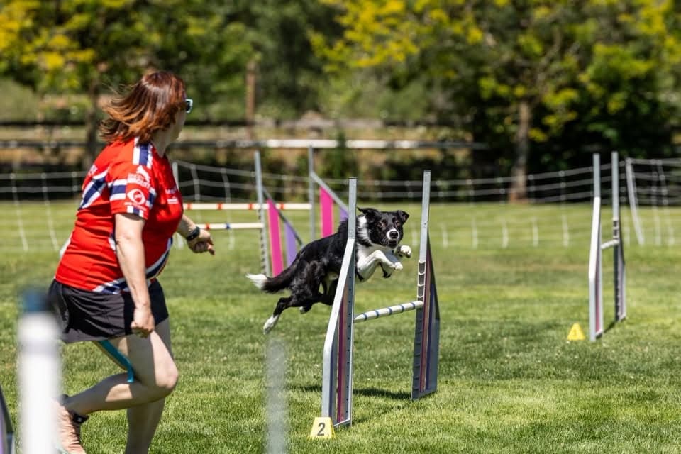 Foundation Agility for Reactive Dogs