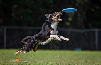 Intro to Disc Dog