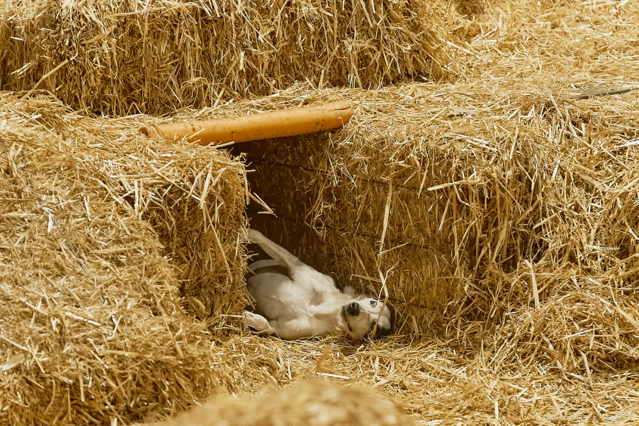 dog rolling in tunnel