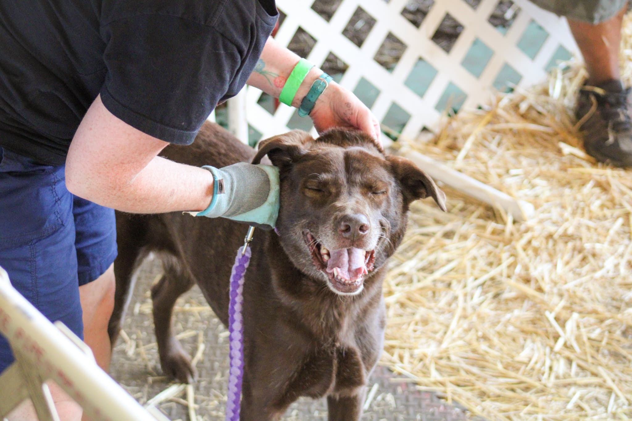 Dog happy to be at Barn Hunt