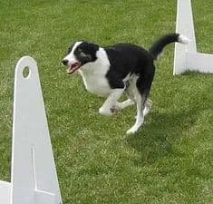 Private Group Flyball Practice: Cascade Comets