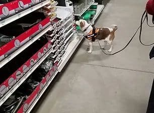 Mixed-Level Nosework