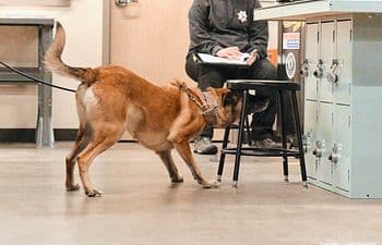 Advanced Competition Nosework
