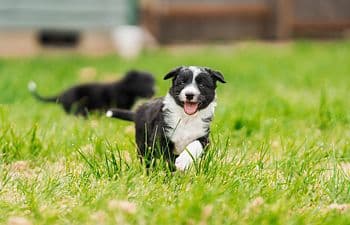 Puppy Kindergarten - for dogs 8-16 weeks old at the start of class
